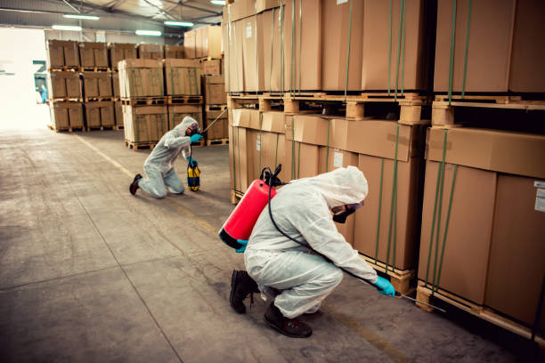 Best Termite Control Services  in Ofallon, MO